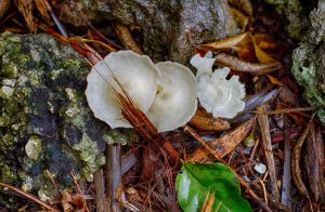 Florida Mushrooms