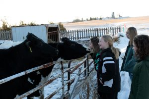 Four Girls and a Cow