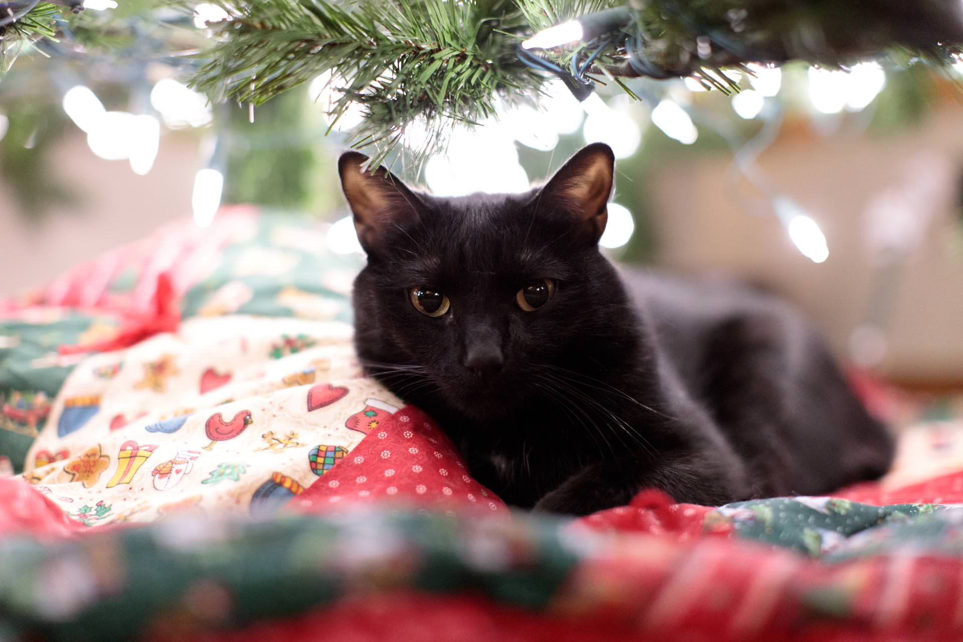 Nora Under the Christmas Tree